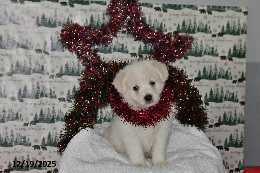 Mixed Breed dogs for sale: Spencer - Ad 1