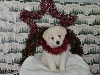 Mixed Breed dogs Spencer - Ad 13