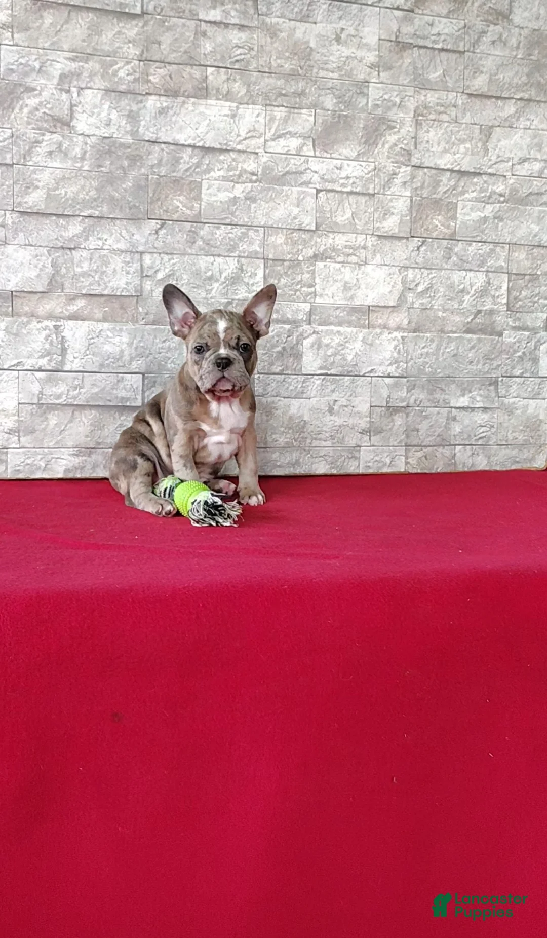 Mixed Breed dogs for sale: Andre - Ad 1