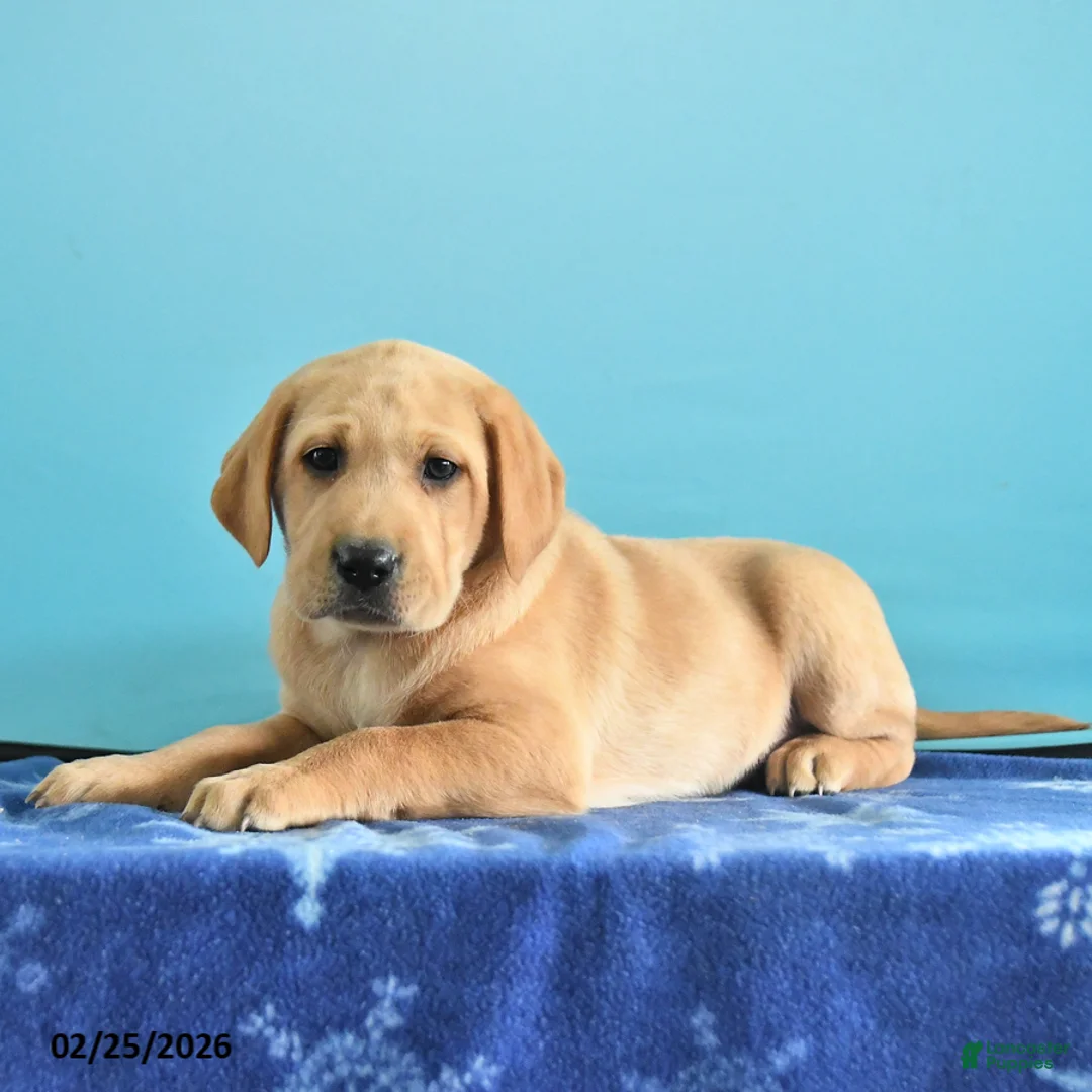 Labrador Retriever dogs for sale: Glory - Ad 3