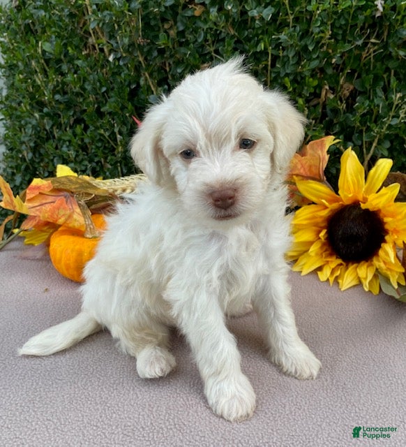 Miniature Labradoodle dogs for sale: Kermit - Ad 2