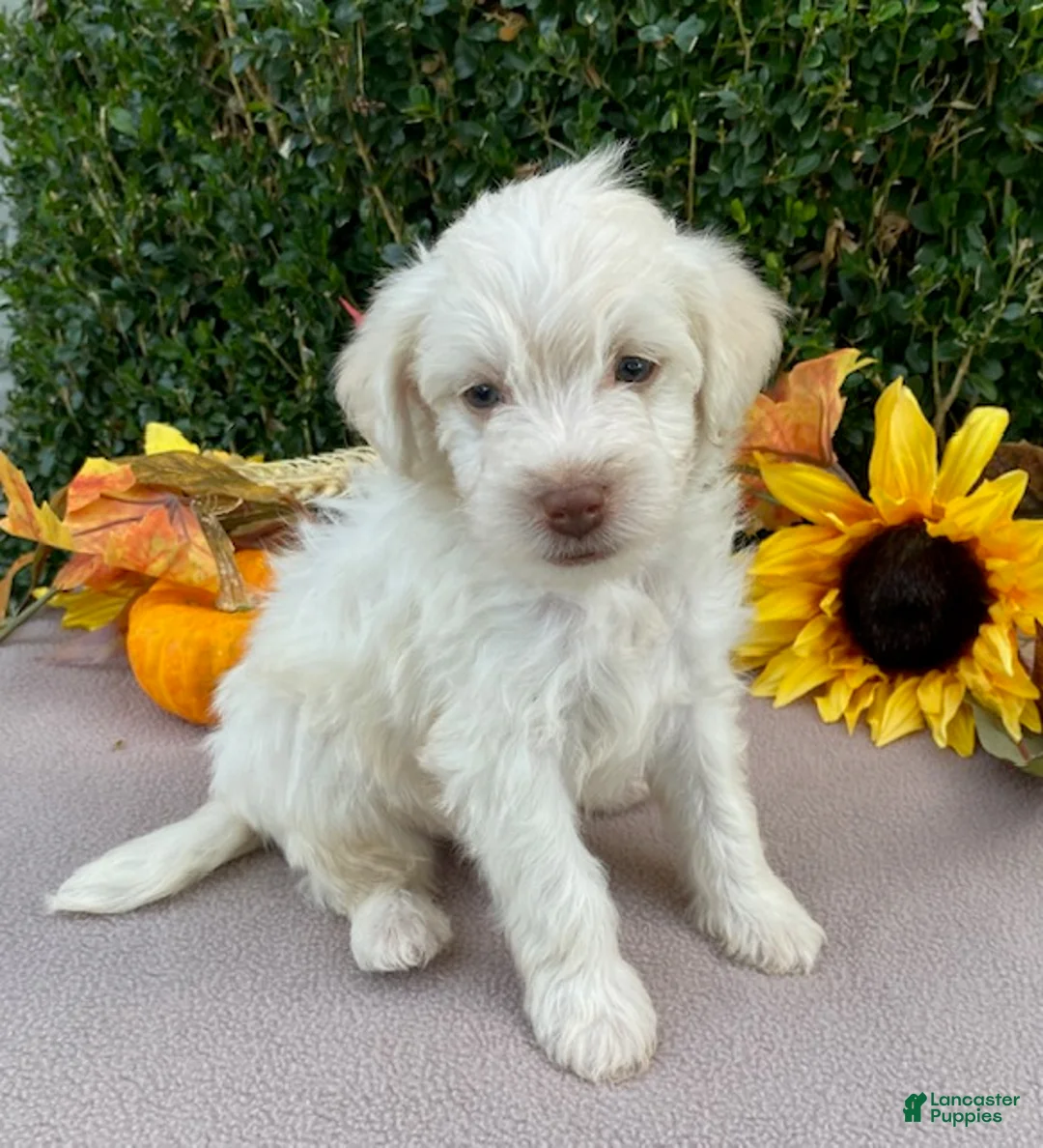 Miniature Labradoodle dogs for sale: Kermit - Ad 2