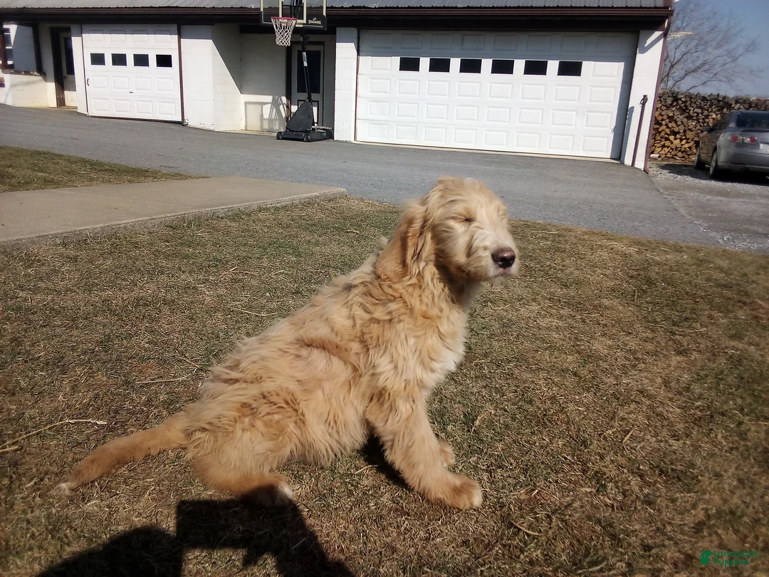 Mixed Breed dogs for sale: Buddy  - Ad 1