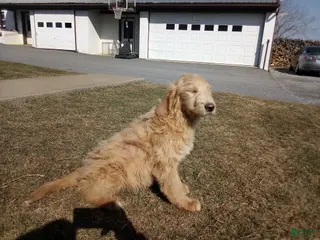 Mixed Breed dogs for sale: Buddy - Ad 2