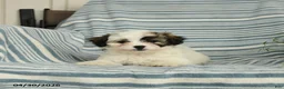 Shihpoo dogs for sale: Sugar - Ad 3