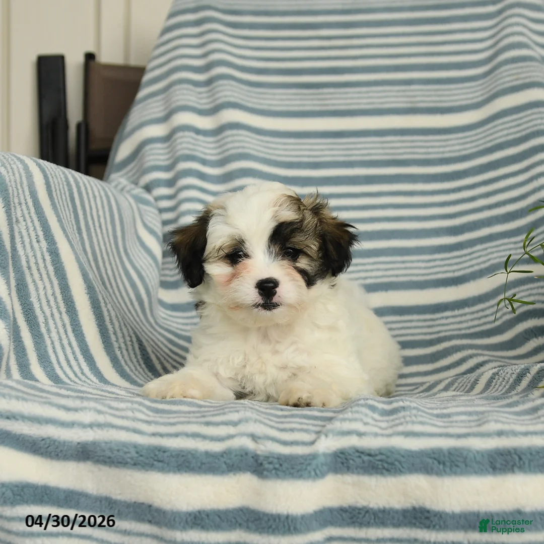 Shihpoo dogs for sale: Sugar - Ad 3