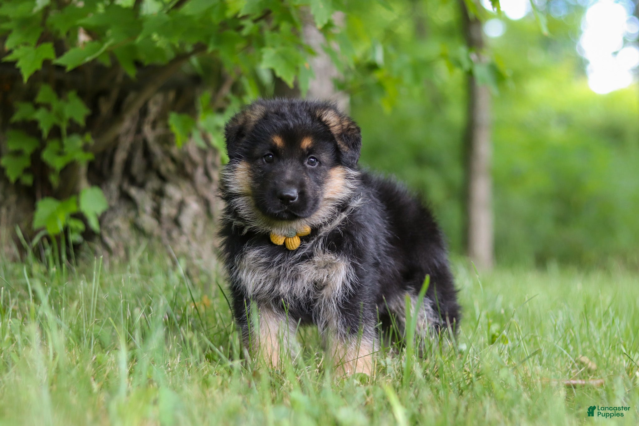 German Shepherd dogs German Shepherd 3 - Ad 2