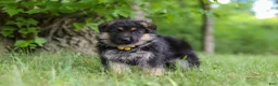 German Shepherd dogs for sale: German Shepherd 3 - Ad 2