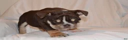 English Bulldog dogs for sale: Bucky (chocolate tri) - Ad 5
