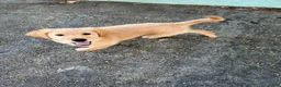 Golden Retriever dogs for sale: buddy - Ad 3