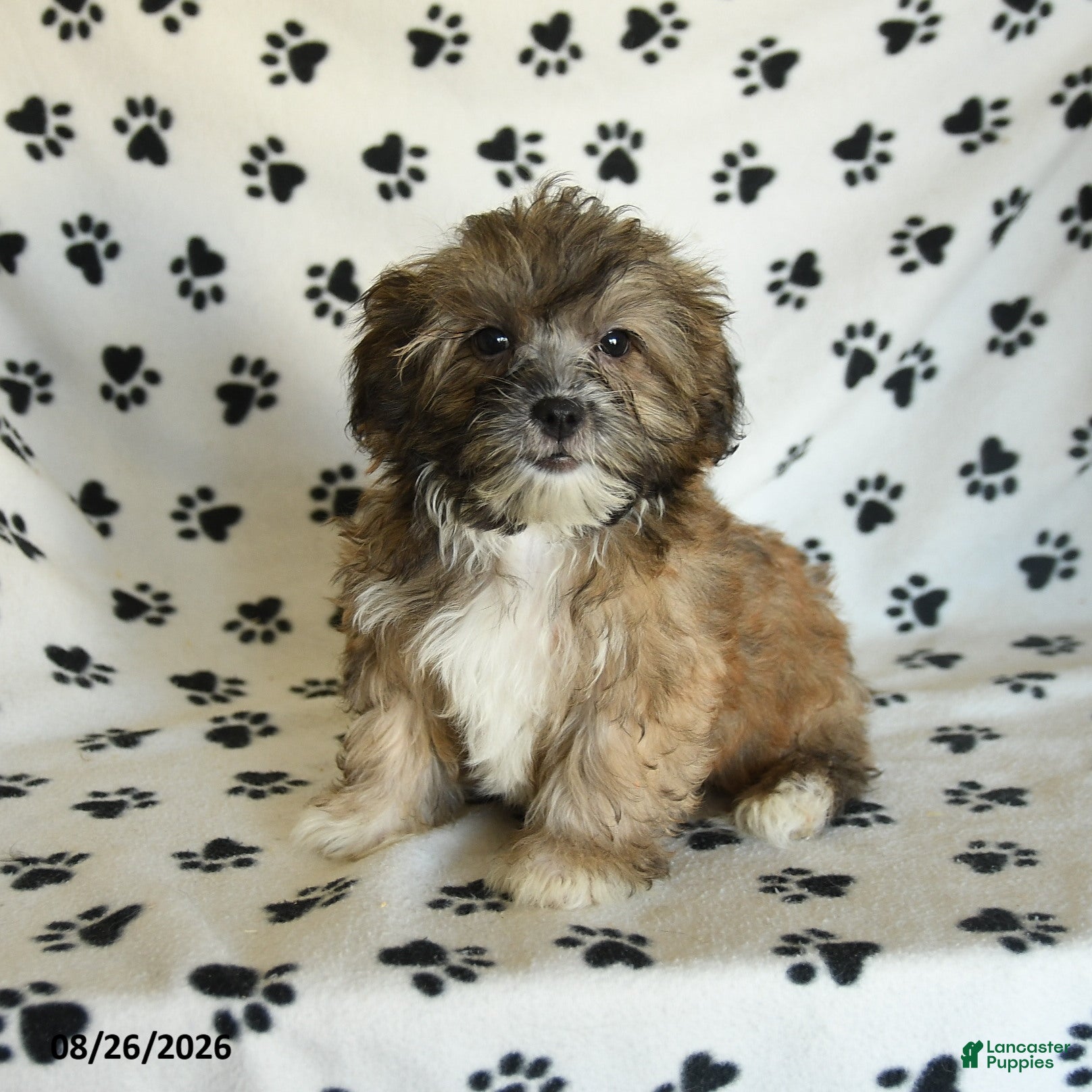 Mixed Breed dogs Uriel - Ad 1