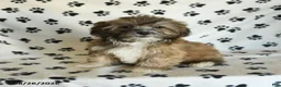 Mixed Breed dogs for sale: Uriel - Ad 1