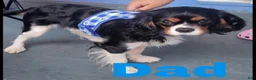 Mixed Breed dogs for sale: Mixed Breed 1 - Ad 10