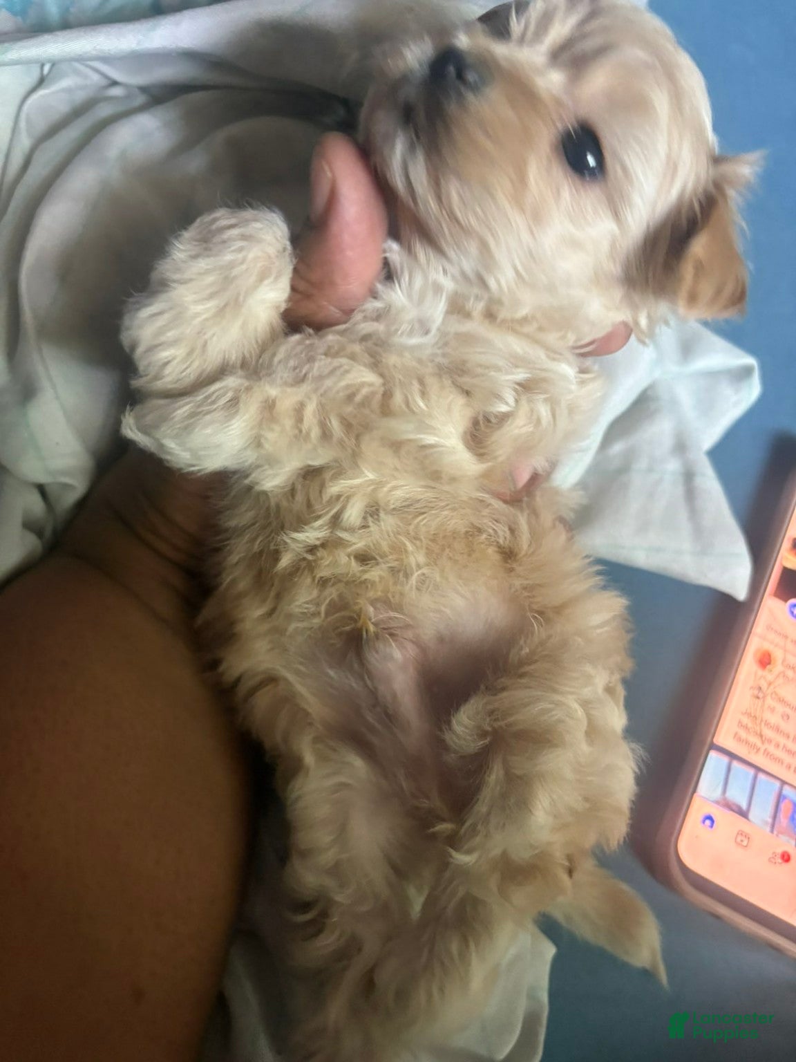 Cavapoo dogs Cavapoo 3 - Ad 23
