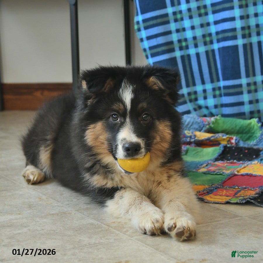 Australian Shepherd dogs Baxter - Ad 12