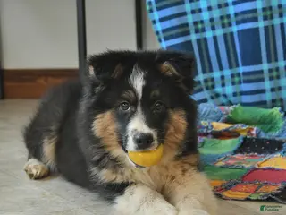 Australian Shepherd dogs Baxter - Ad 12