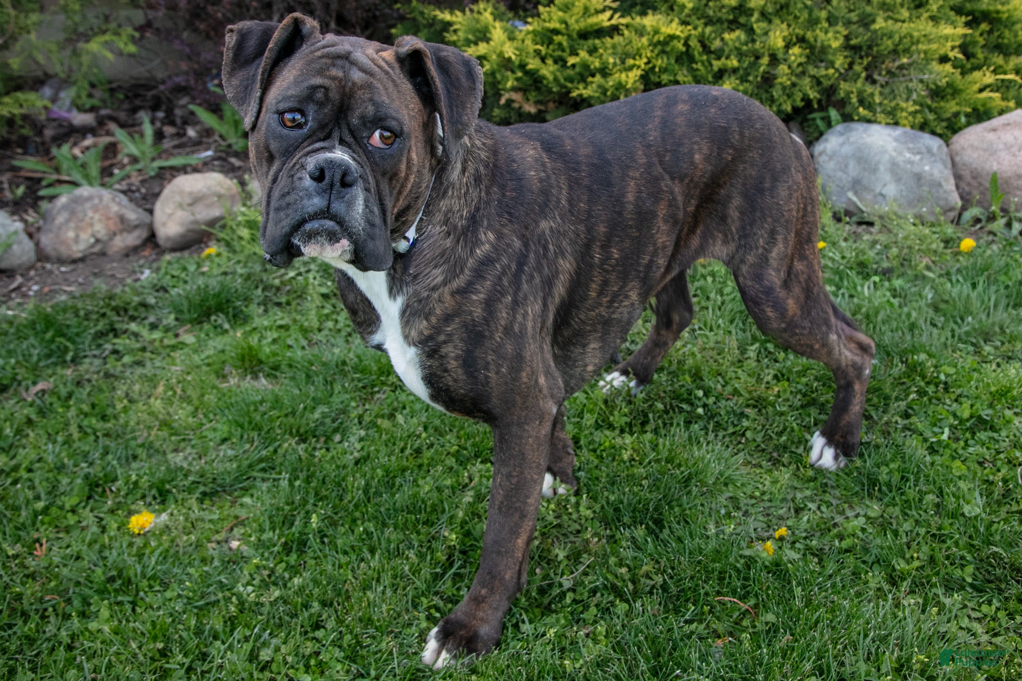 Boxer dogs Molly - Ad 1