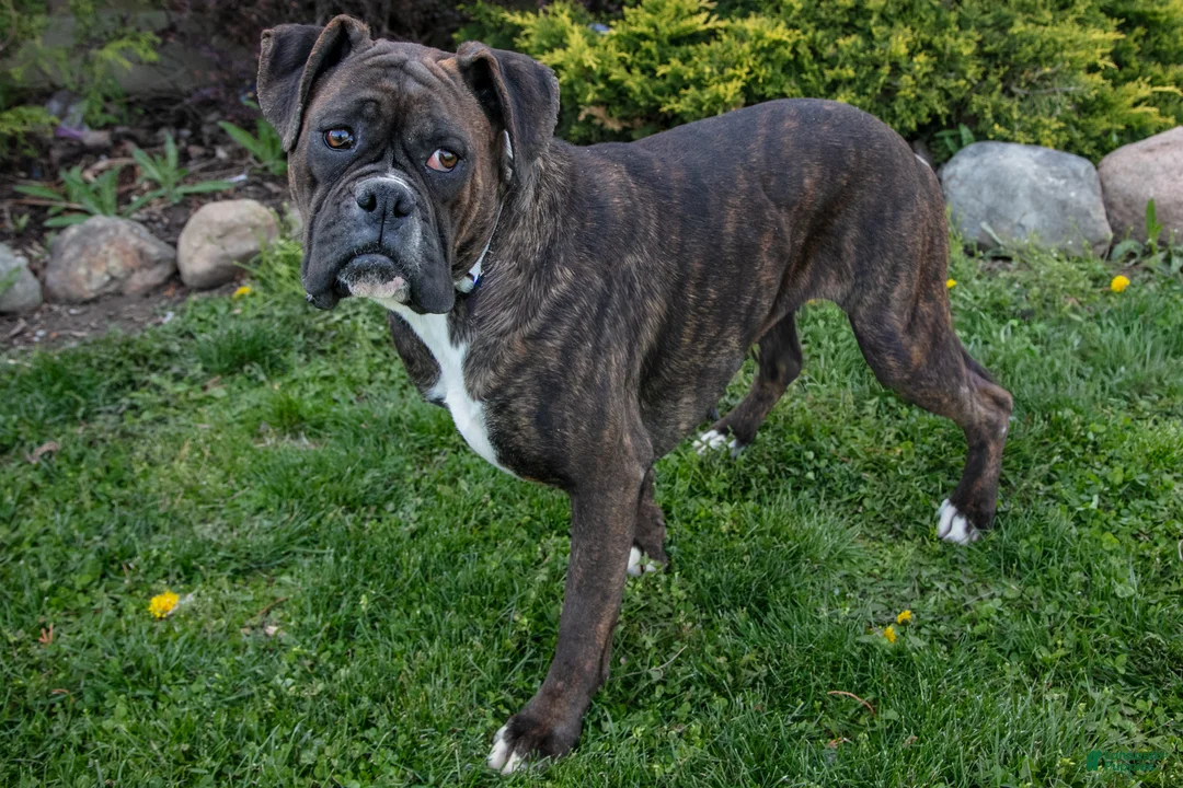 Boxer dogs for sale: Molly - Ad 1