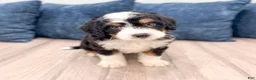 Mini Bernedoodle dogs for sale: Bruno - Ad 2