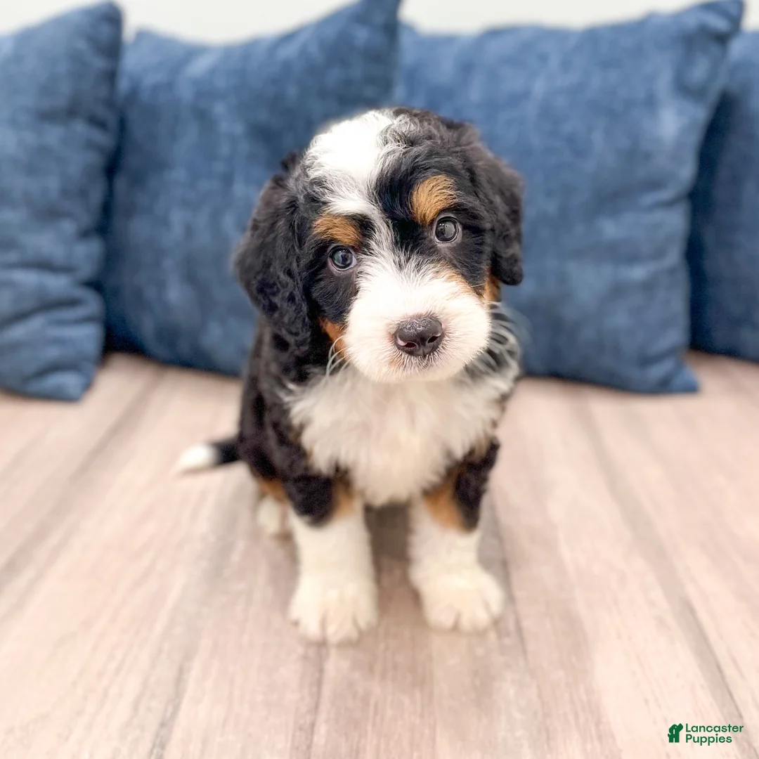 Mini Bernedoodle dogs for sale: Bruno - Ad 2