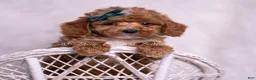 Toy Poodle dogs for sale: Galaxy - Ad 1
