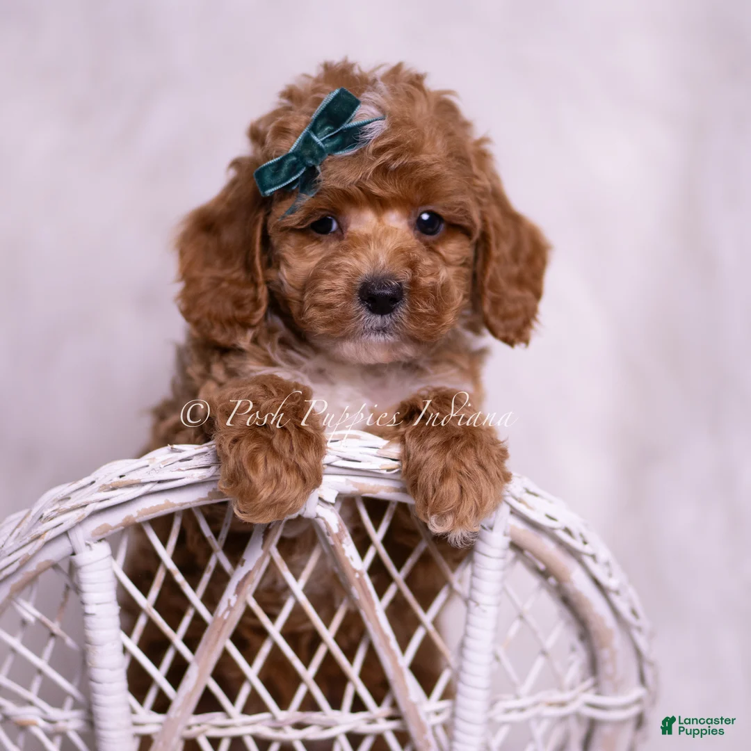 Toy Poodle dogs for sale: Galaxy - Ad 1