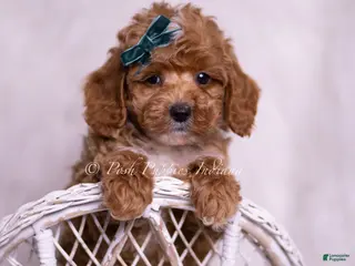 Toy Poodle dogs Galaxy - Ad 31