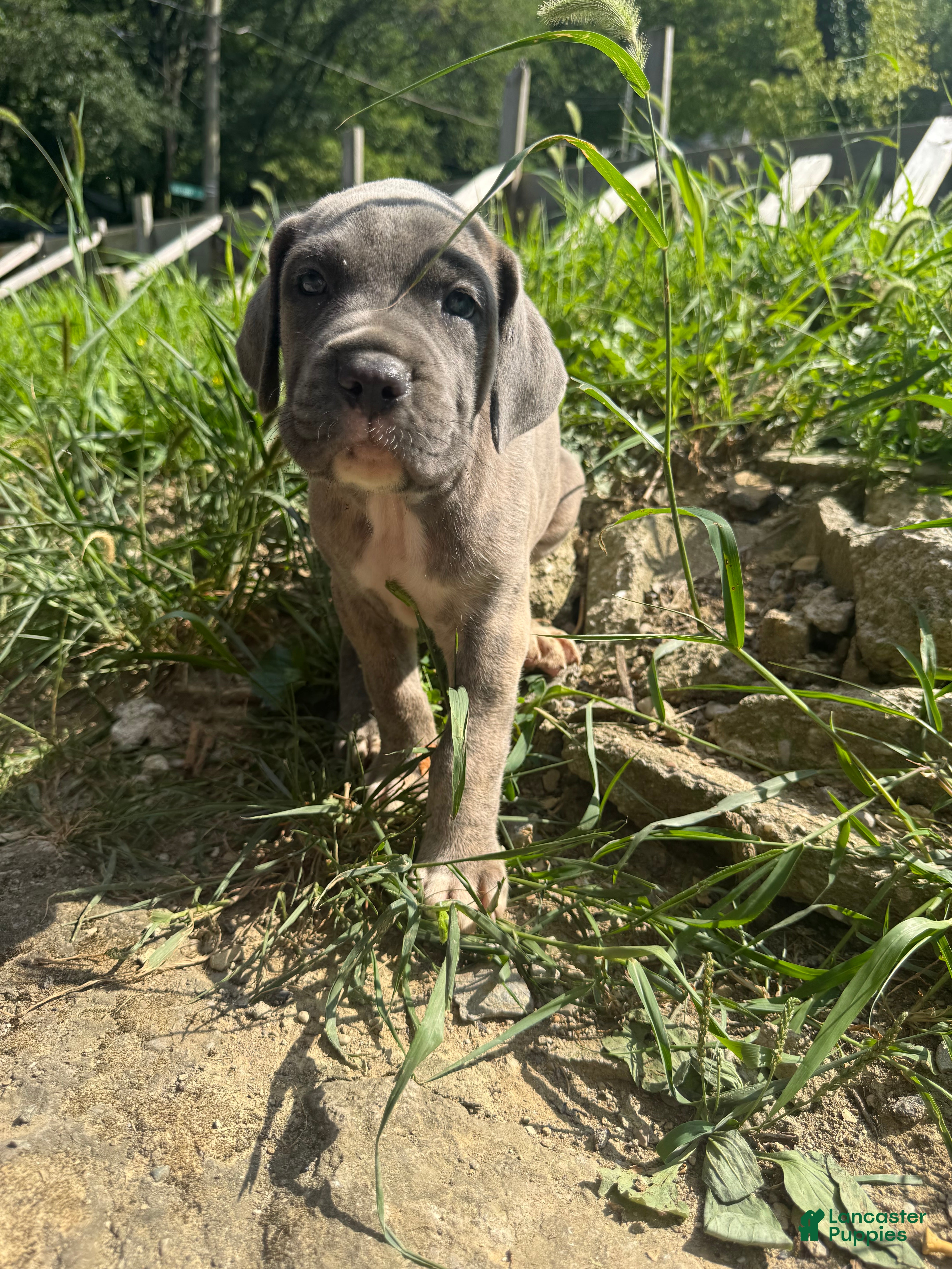 Cane Corso dogs Cane Corso 2 - Ad 28