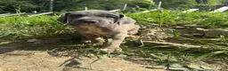 Cane Corso dogs for sale: Cane Corso 2 - Ad 1