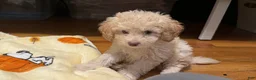 Miniature Poodle dogs for sale: Theo 🐾💙 - Ad 2