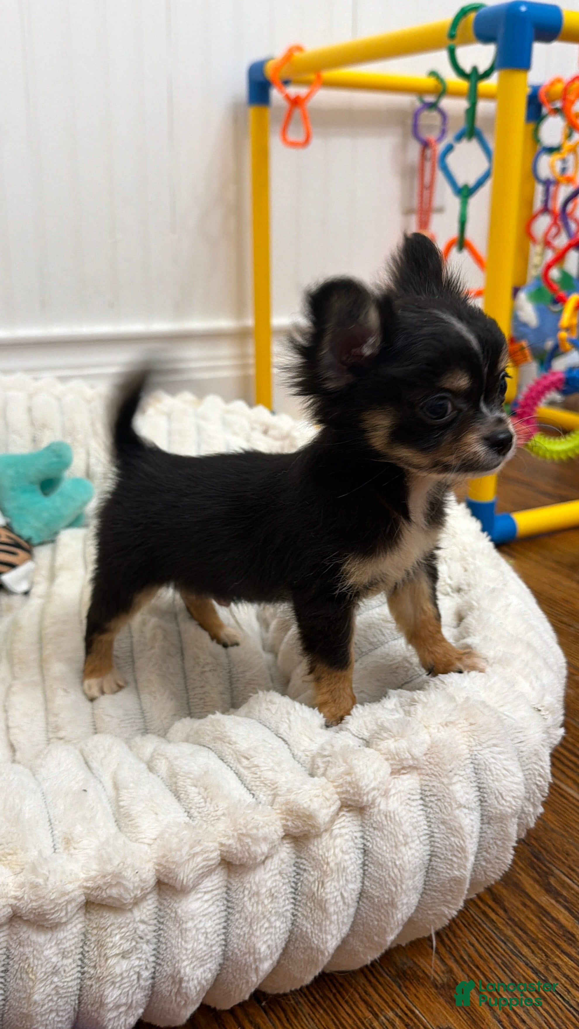 Chihuahua dogs Teacup Teddy Only 3lbs fully grown - Ad 1
