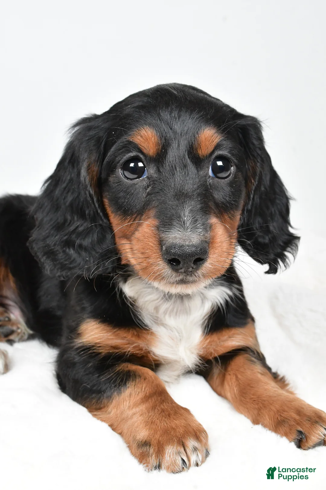 Dachshund dogs for sale: Beau - Ad 10