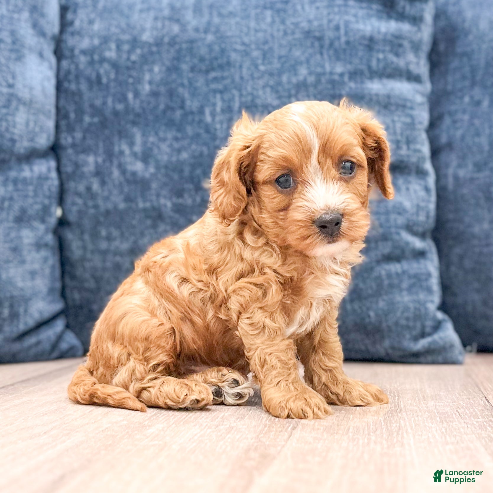 Cavapoo dogs Blaze - Ad 1