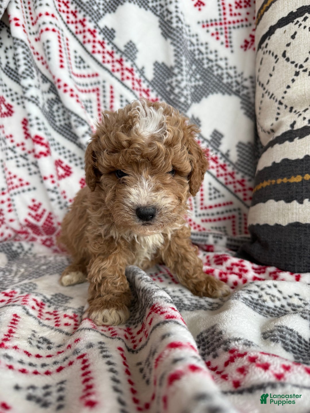 Mini Bernedoodle dogs for sale: Cash  - Ad 7