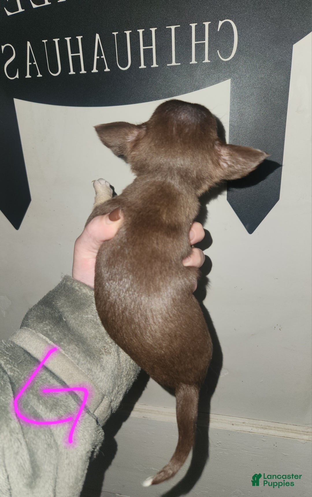 Chihuahua dogs for sale: Purple  - Ad 2