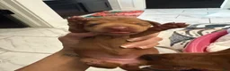 Miniature Dachshund dogs for sale: Miniature Dachshund Puppy 1 - Ad 4