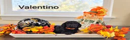 Mini Goldendoodle dogs for sale: Valentino  - Ad 4