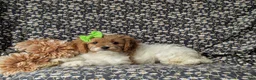Cavapoo dogs for sale: Susanna - Ad 5