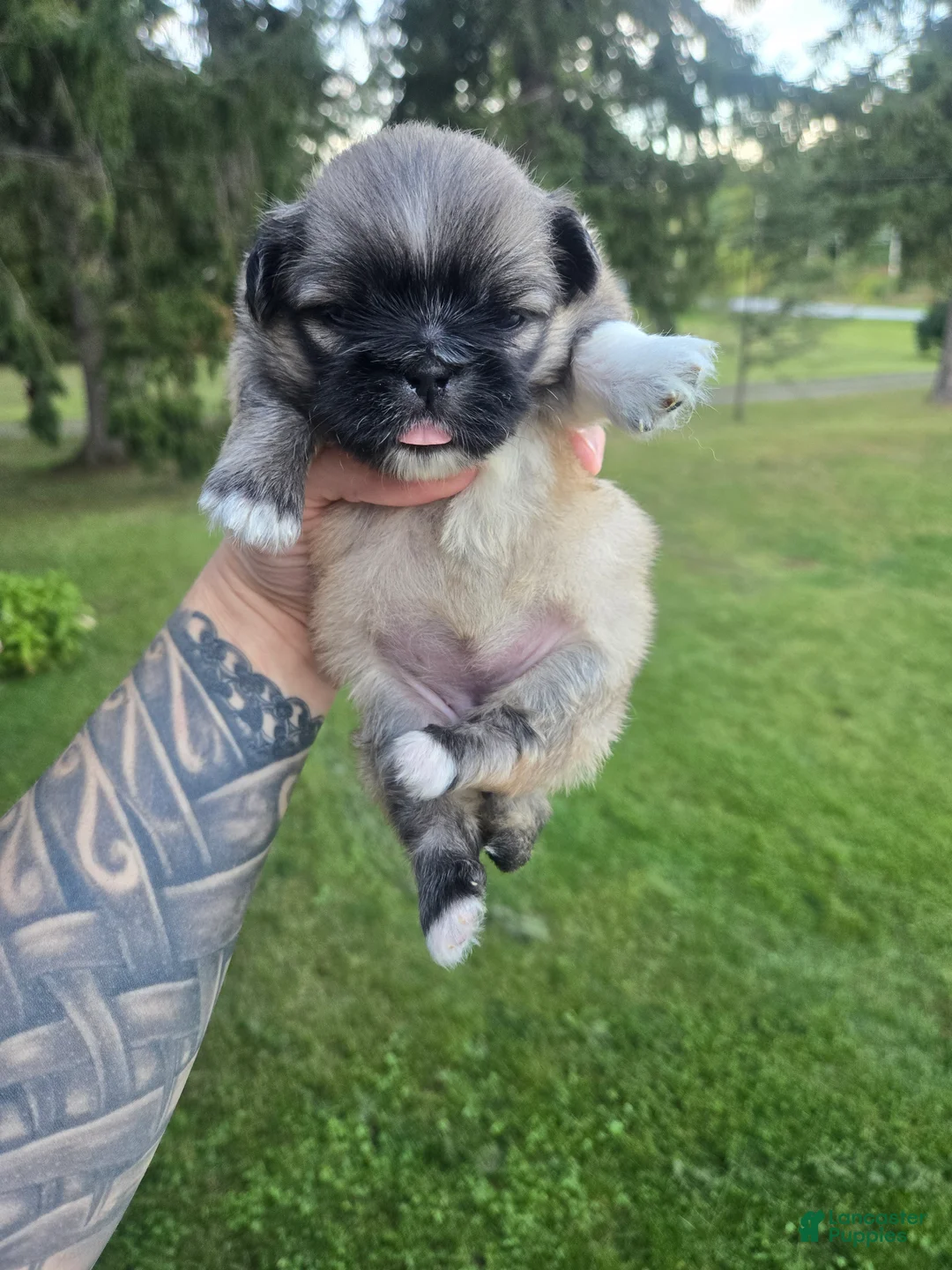 Pekingese dogs for sale: Darla - Ad 1