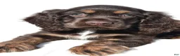 Cocker Spaniel dogs for sale: Captain - Ad 4
