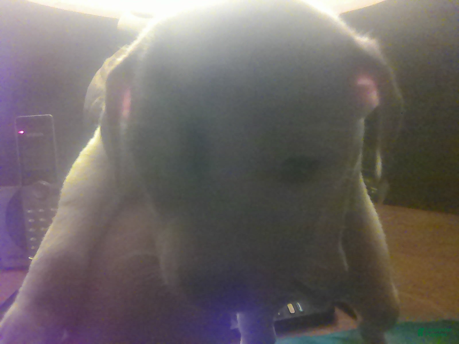 Chorkie dogs Rascal - Ad 1
