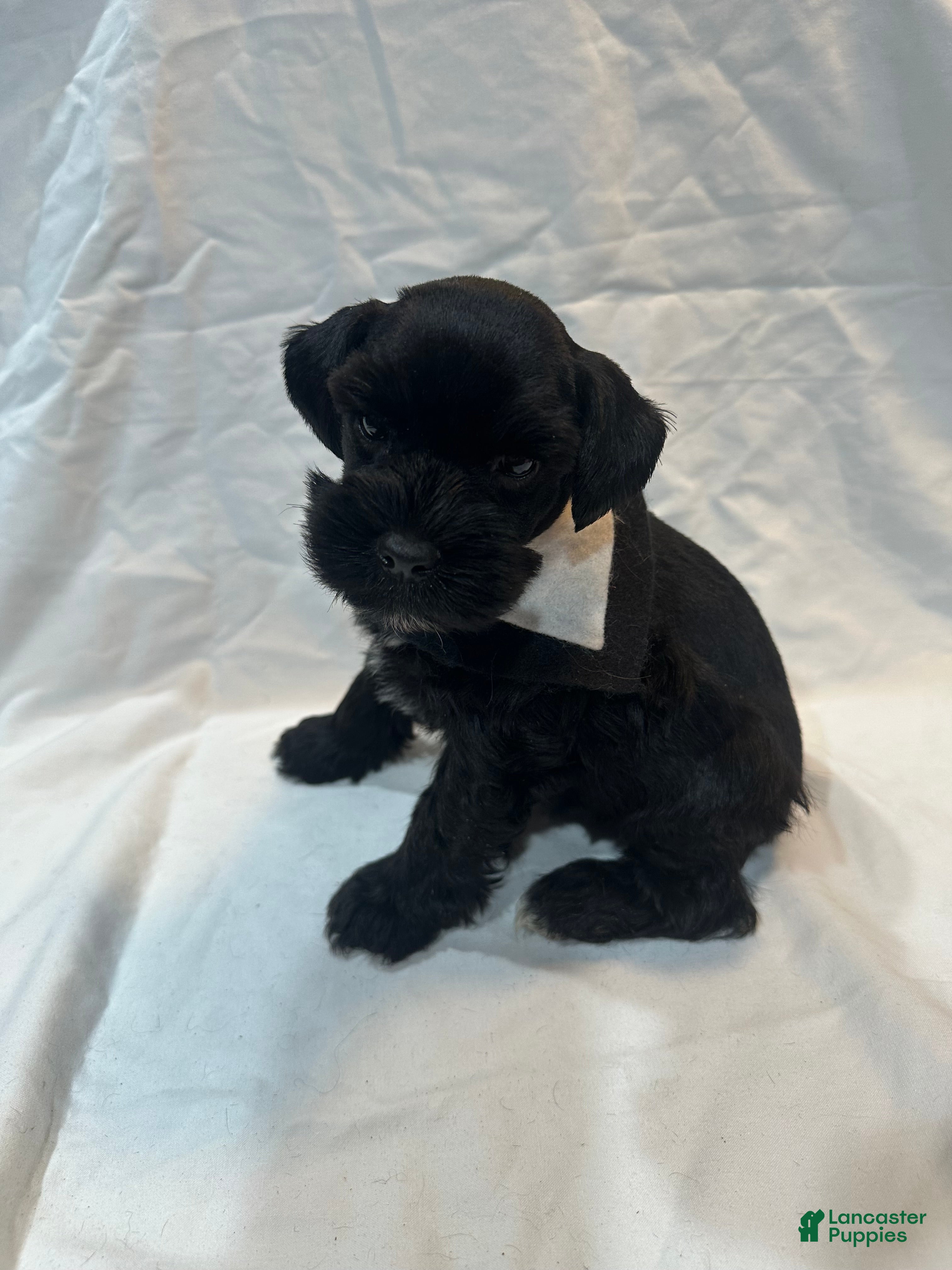 Miniature Schnauzer dogs Blake - Ad 1