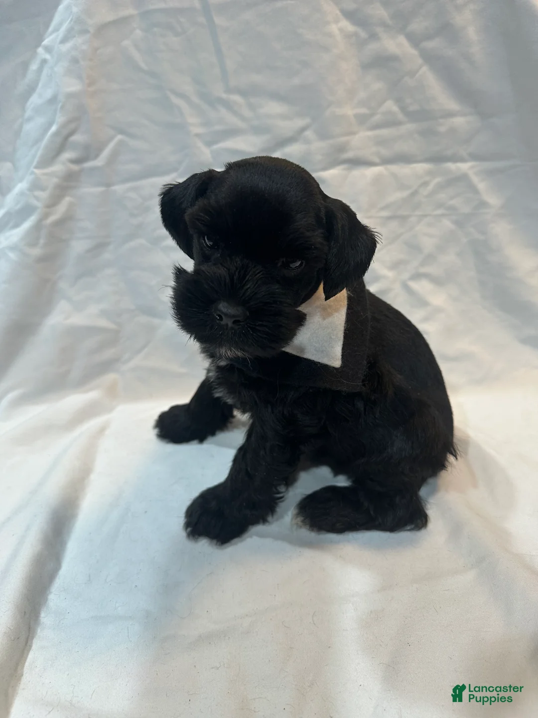 Miniature Schnauzer dogs for sale: Blake - Ad 1