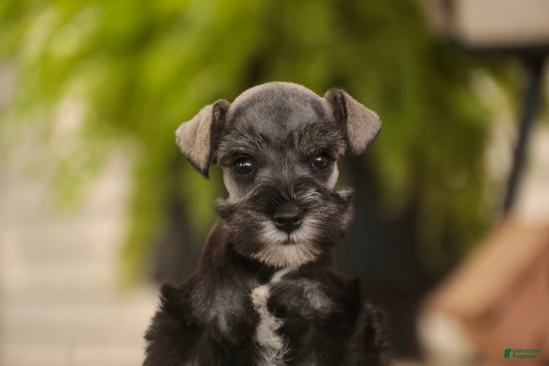 Miniature Schnauzer dogs Annabelle Miniature Schnauzer  - Ad 2