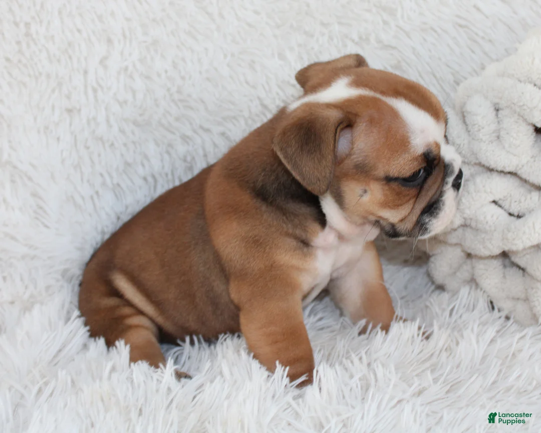 English Bulldog dogs for sale: AKC Otis - Ad 8