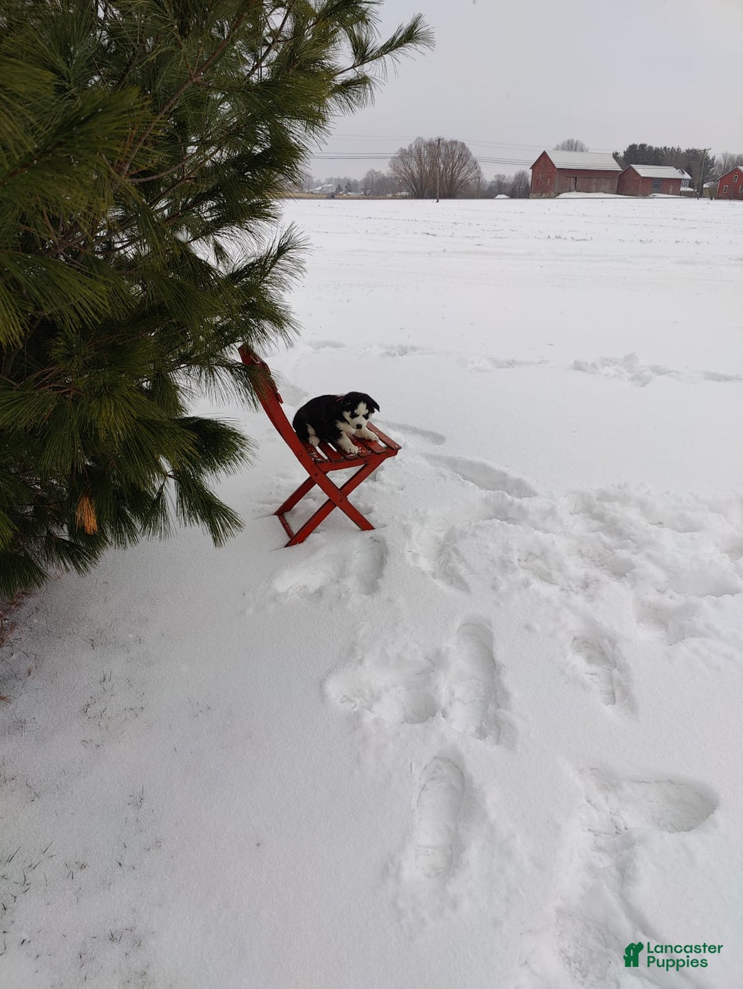 Siberian Husky dogs for sale: Jaidus - Ad 3