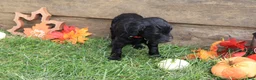 Goldendoodle dogs for sale: Finn - Ad 4
