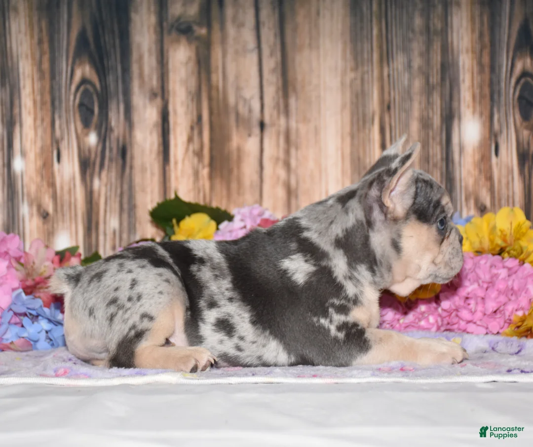 French Bulldog dogs for sale: Tenson - Ad 2