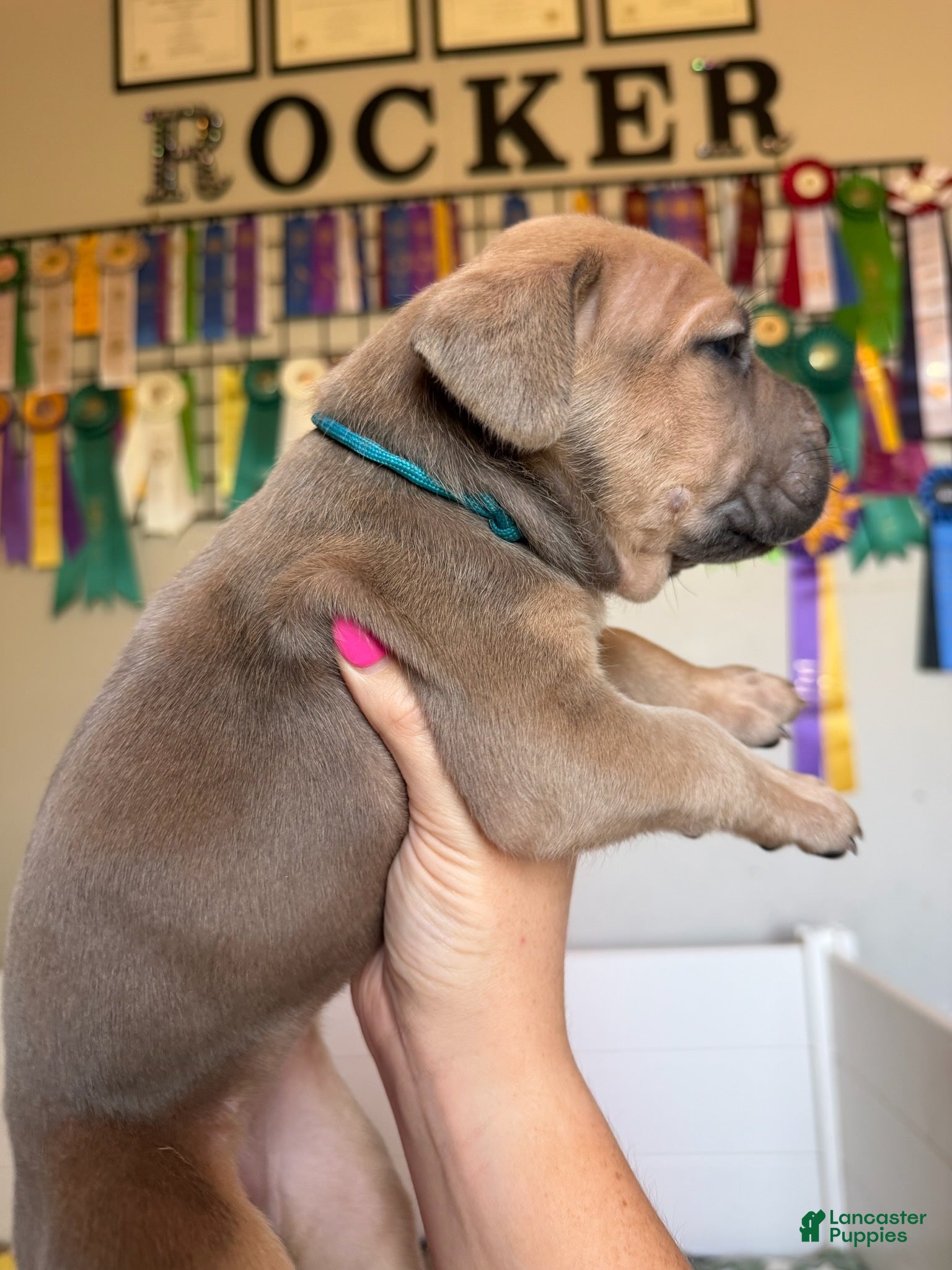 Cane Corso dogs Cane Corso Female 5 (Teal) - Ad 1