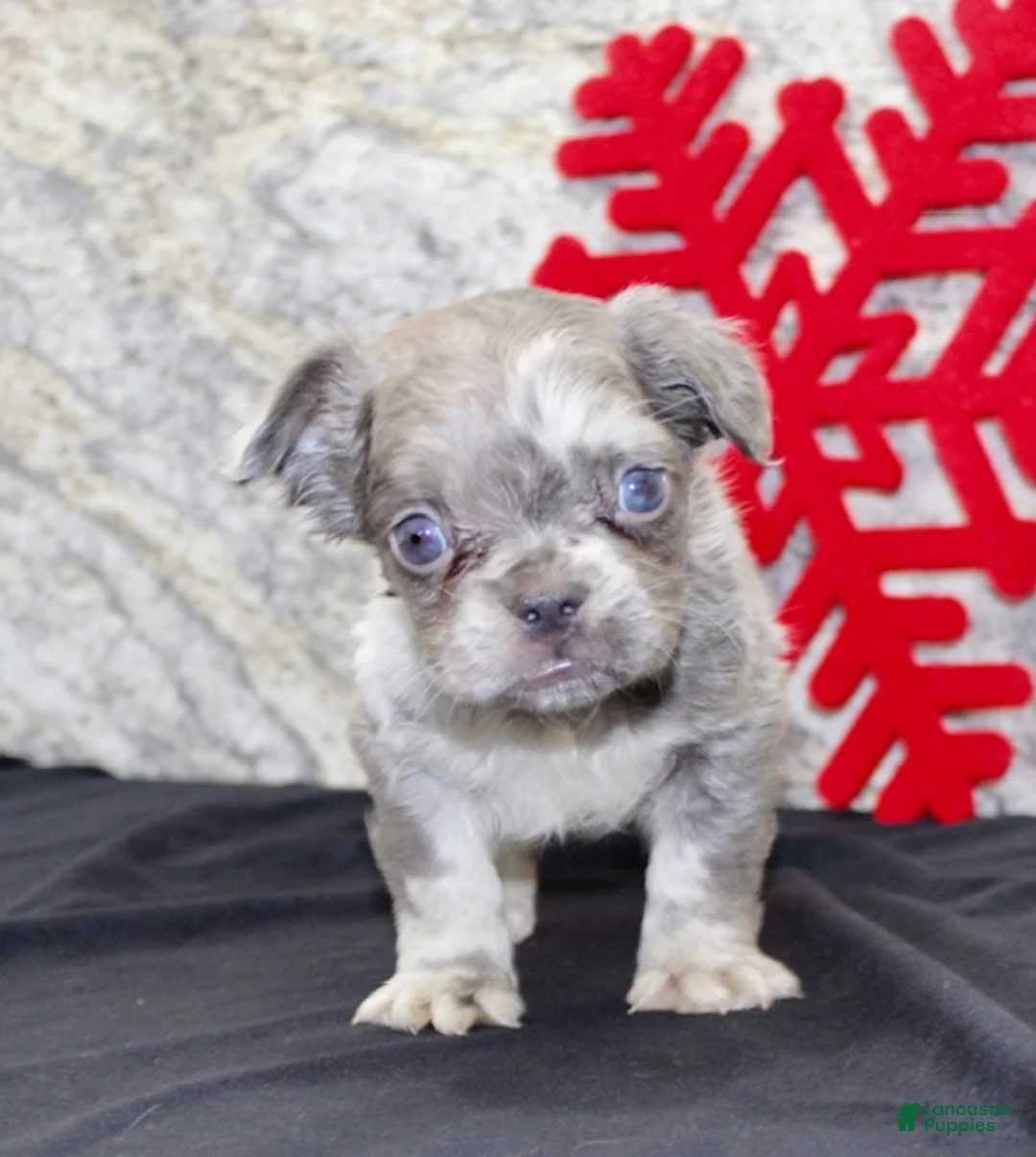 French Bulldog dogs for sale: Nate - Ad 2